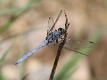 J15B0291 Orthetrum chrysostigma male